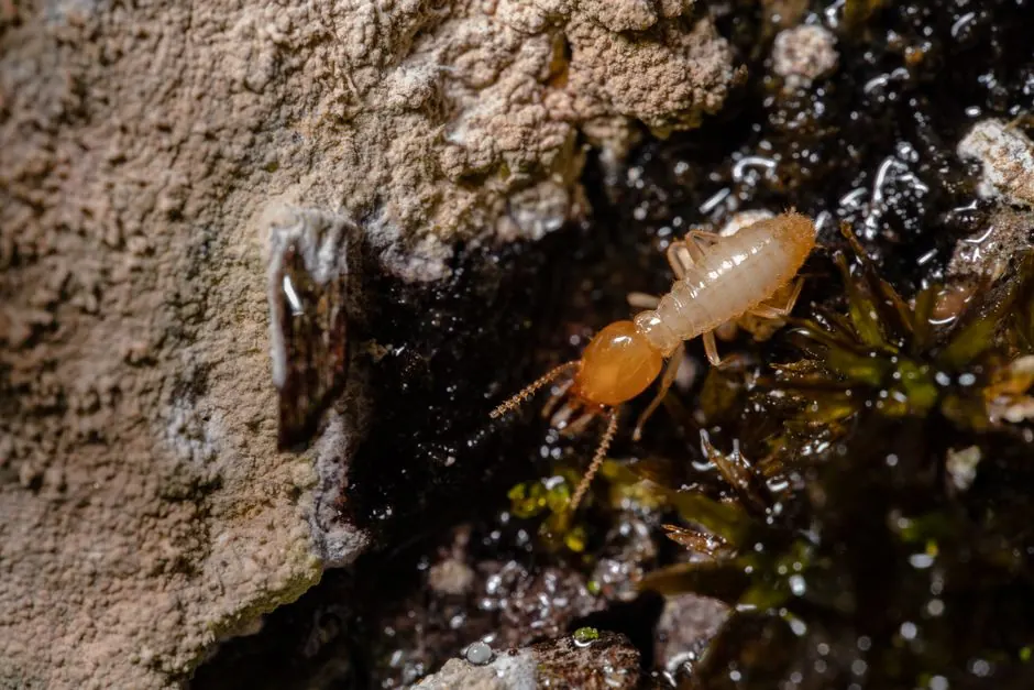 Drywood Termite Treatment