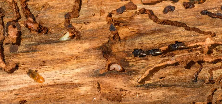 Termite Inspection