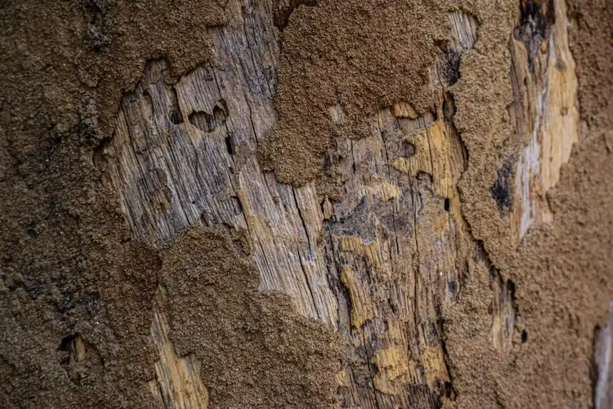 Detailed view of tree bark with intricate textures and earthy tones.
