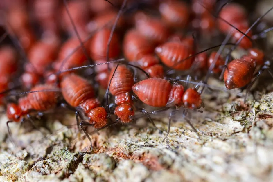 Termite Prevention Services