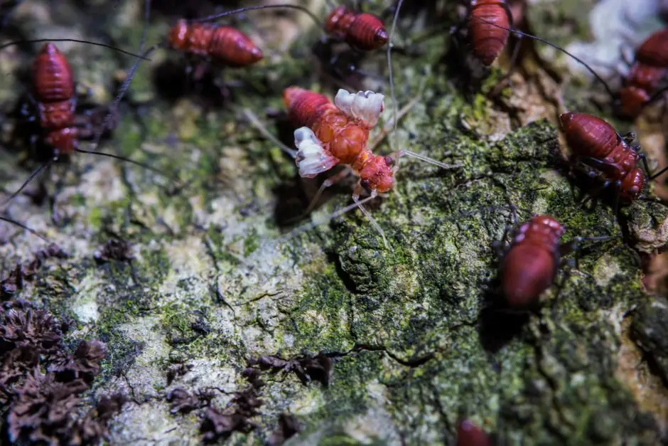 Wood Treatment for Termites